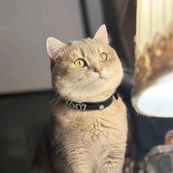 Customizable Name Collar - Picture 5 of 5